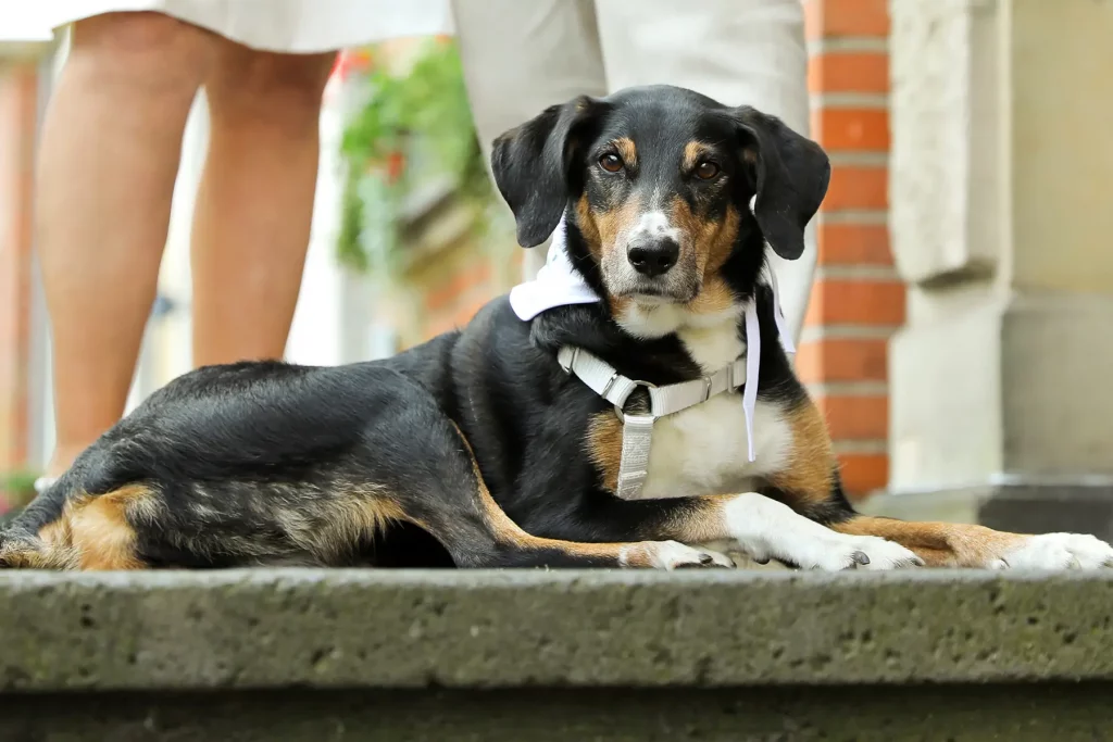 hund-hochzeitstag hund hochzeitstag
